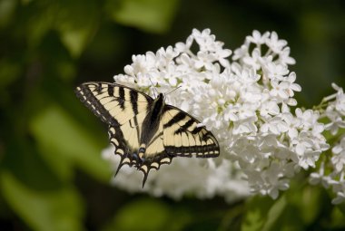 Swallowtail butterfly on Lilac clipart