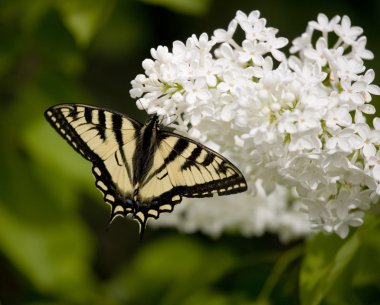 Swallowtail butterfly on Lilac clipart