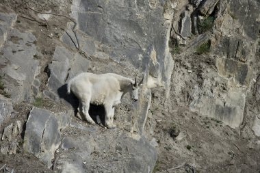 Billy Mountain Goat looking down from a cliff clipart