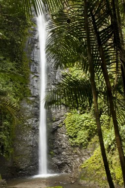 Waterfall in the Ecuador clipart