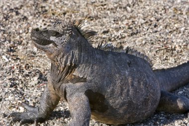 galapagos Adaları güneşte Marine iguana