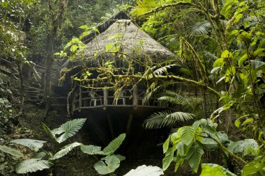 Cabana Ekvador cloudforest içinde