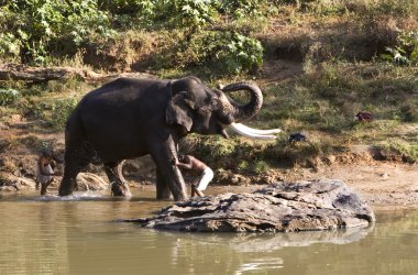 Indian Elephant getting a bath in Mudhumalai Wildlife Reserv clipart