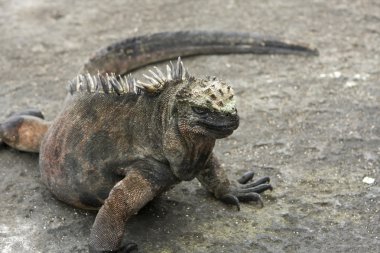 galapagos Adaları deniz iguana