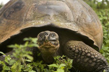 galapagos dev kaplumbağa