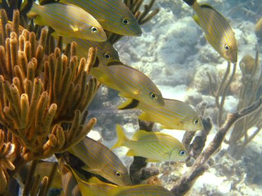 galapagos Adaları kapalı mavi çizgili snapper