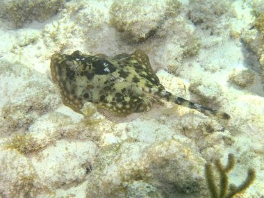 galapagos Adaları kapalı mantaray