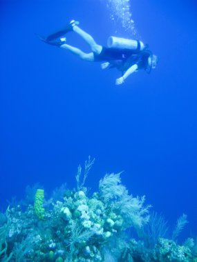 galapagos Adaları kapalı snorking