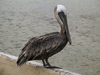 Pelikan galapagos Adaları