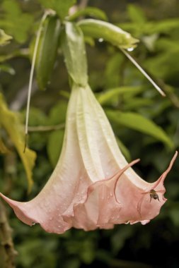 Pink Angel Trumpet flower with a bee clipart