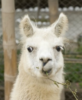 White Llama with a funny look clipart