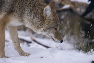 Coyote hunting for a mouse in Yellowstone National Park clipart