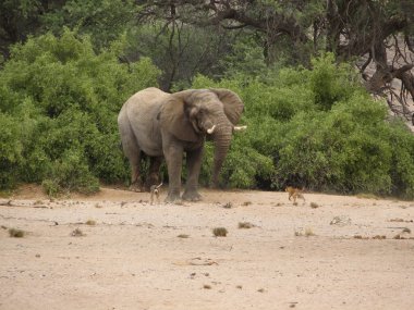 Desert Elephant & dogs in Namibia clipart