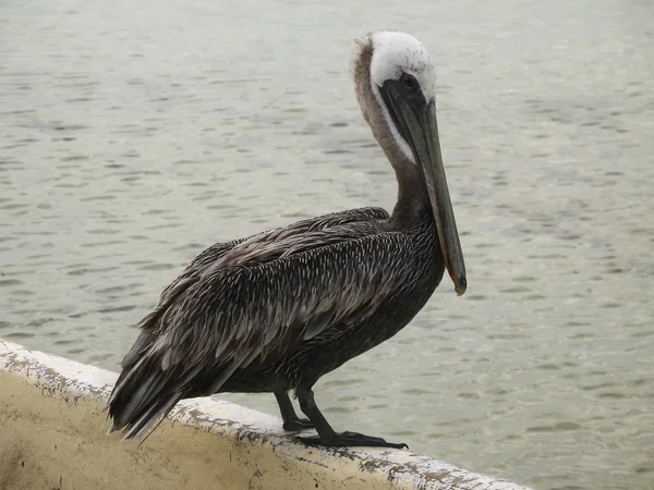 stock image Pelican