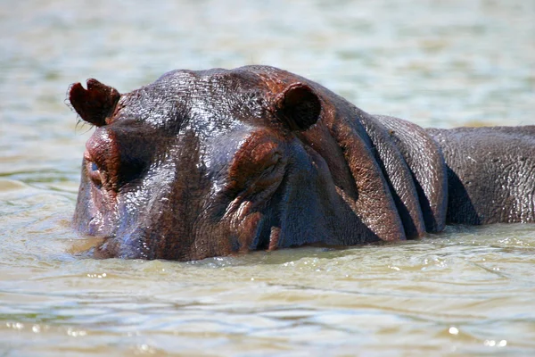 Rufiji river hippo närbild — Stockfoto
