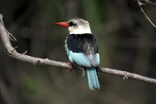 Pied Kingfisher Bird — Stock Photo, Image