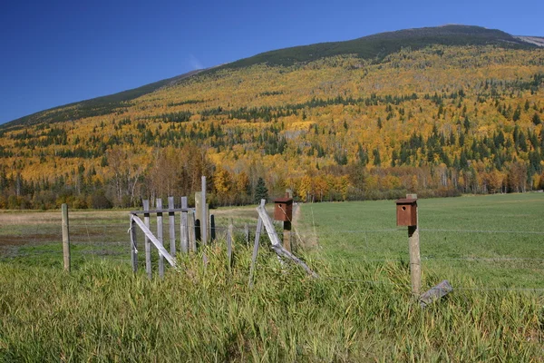 Ptačí domky na plot post na podzim — Stock fotografie