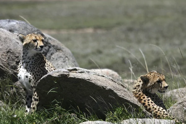 Dos guepardos jóvenes —  Fotos de Stock