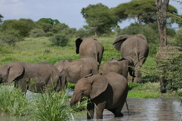 Elefante joven comiendo en estanque — Foto de Stock