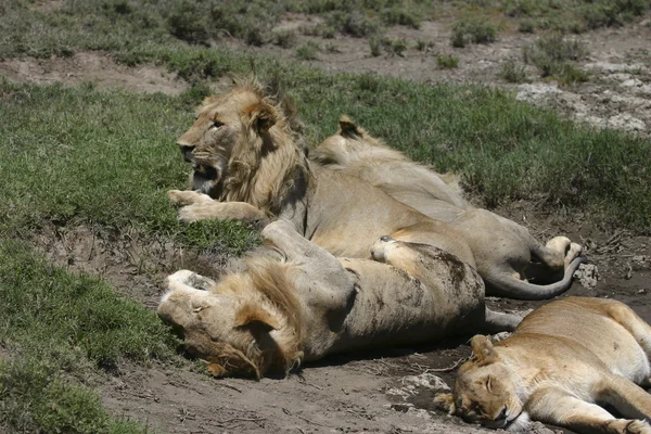 Lvi odpočívající — Stock fotografie