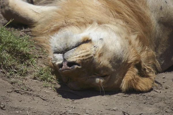 Lev spí — Stock fotografie