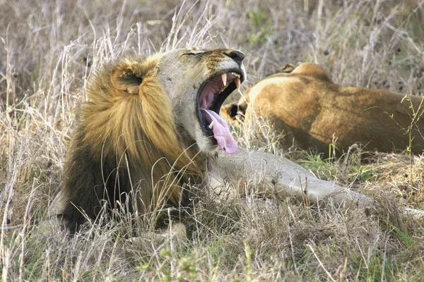 Gajos de leões — Fotografia de Stock