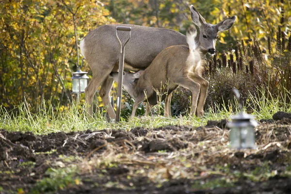 Deer in garden — Stock Photo, Image