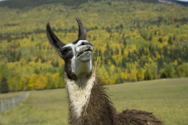 Lama schaut auf — Stockfoto