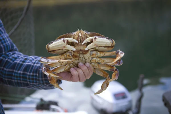 Male Dungeness Crab — Stock Photo, Image