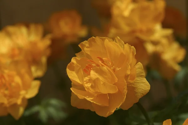 stock image Close up of flowers