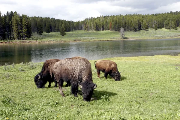 Bizon nebo buffalo v národním parku yellowstone — Stock fotografie