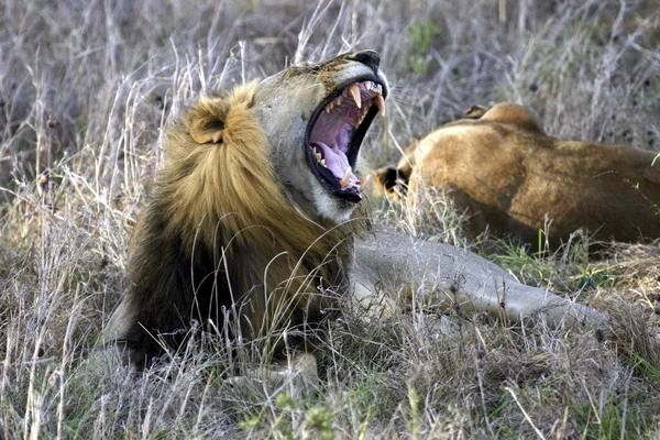 Gajos de leões — Fotografia de Stock
