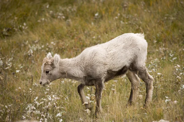 Young Rocky Mountain Bighorn Sheep — Stock Photo, Image