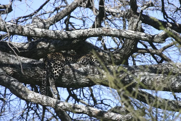 Leopardo in albero guardando — Foto Stock