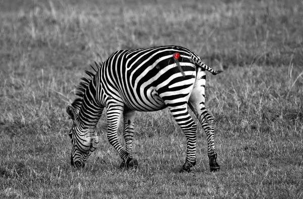 Zebra aangevallen door een leeuw — Stockfoto