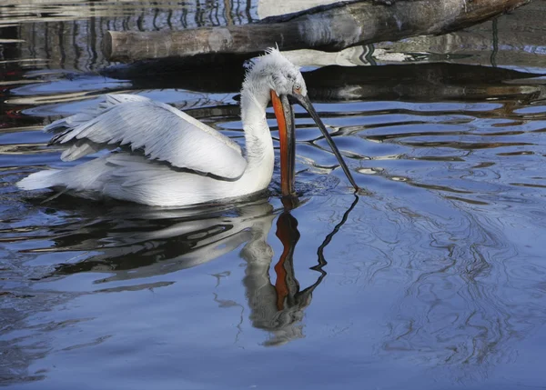 Gölde yeme Pelikan — Stok fotoğraf