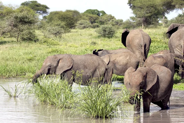 Junge Elefanten fressen im Teich — Stockfoto