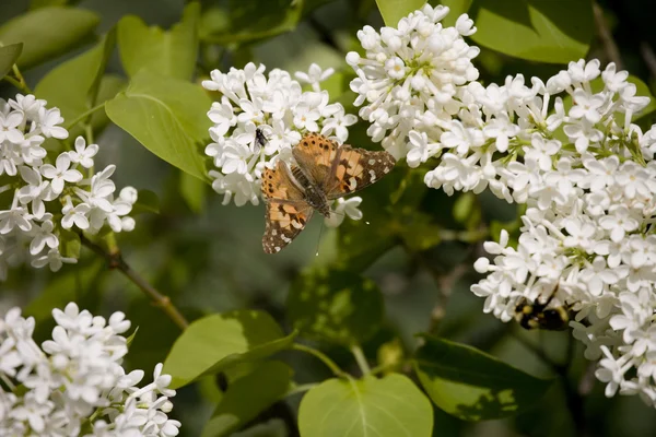 stock image Butterfly on white flowers