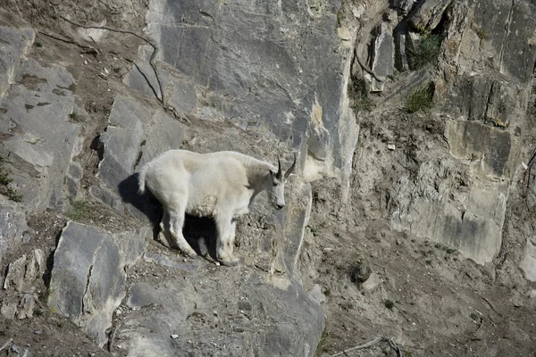 Billy Mountain Goat olhando para baixo de um penhasco — Fotografia de Stock