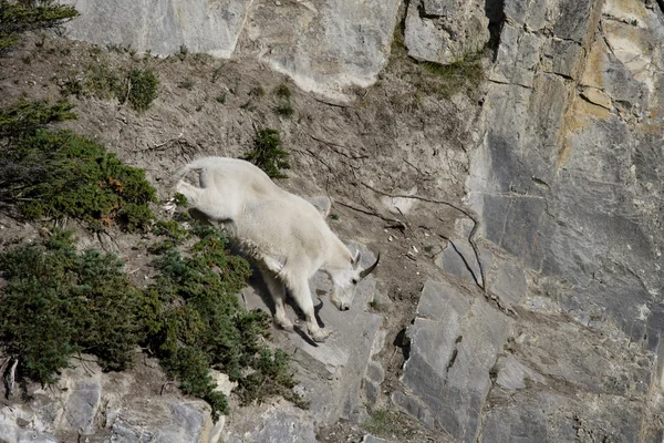 Billy Mountain Goat going down cliff — Stock Photo, Image