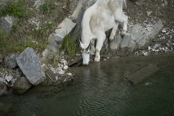 Billy Mountain Goat bebendo — Fotografia de Stock