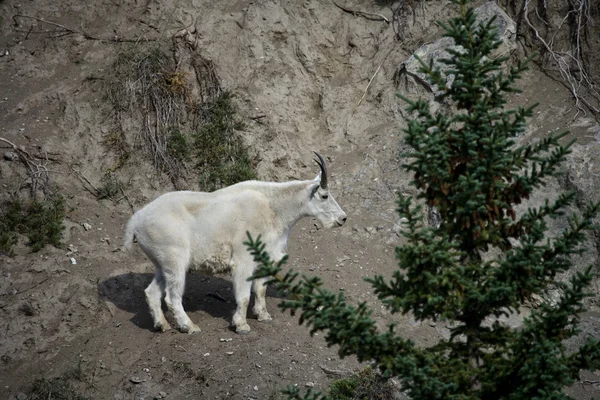 Chèvre de montagne Billy — Photo