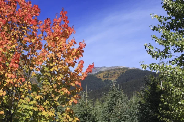 Arbusto de bordo colorido com paisagem de montanha no fundo — Fotografia de Stock