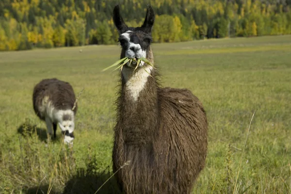Llama eating grass — Stock Photo, Image