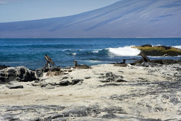 Aves de nidificação em uma praia da ilha de Galápagos — Fotografia de Stock