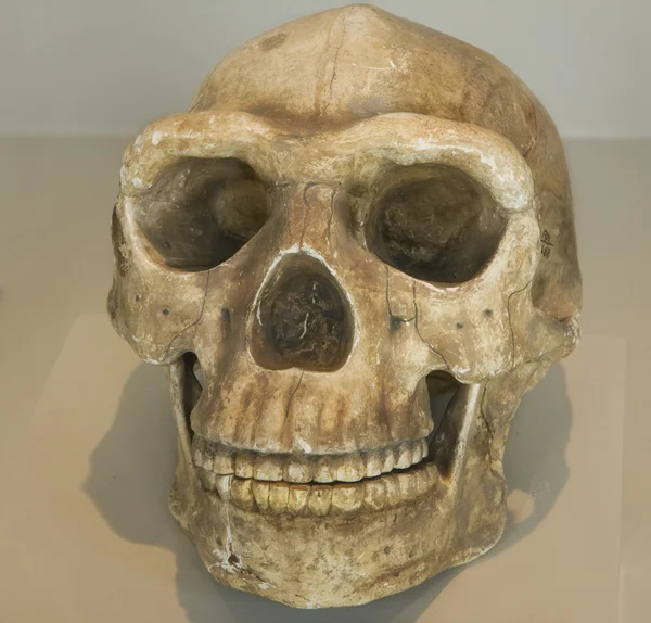 Peruban őshonos natív koponya — Stock Fotó
