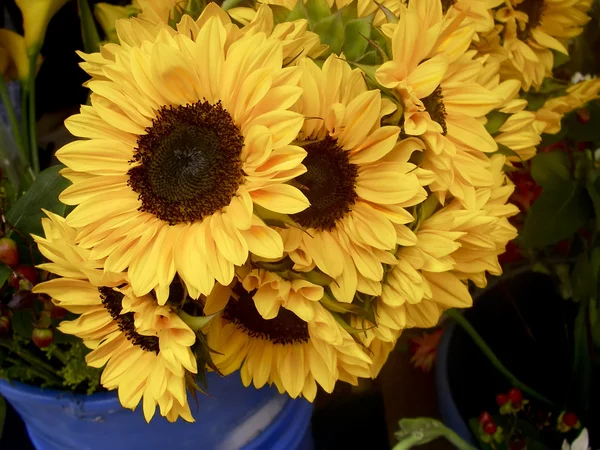 stock image Sunflowers from Ecuador