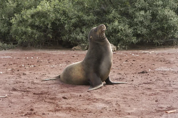 Aslan boğa master seal — Stok fotoğraf