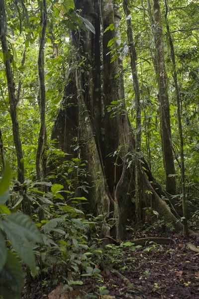 Tropical tree in the Ecuadorian Amazon — Stock Photo, Image