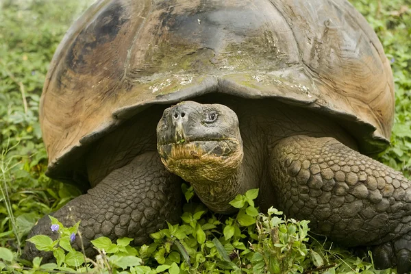 Tortuga gigante de Galápagos —  Fotos de Stock
